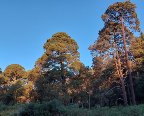 Morgenstimmung im Nationalpark