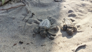 Schildkrötenbabys auf dem Weg ins Meer
