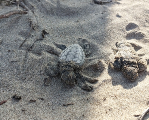 Schildkrötenbabys auf dem Weg ins Meer