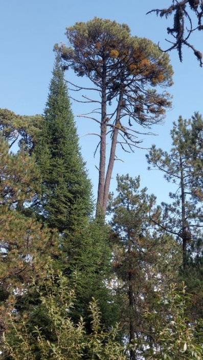 Kiefer- und Fichtenwälder auf der Malinche Kiefer- und Fichtenwälder auf der Malinche